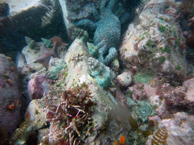 Coloternera del mar